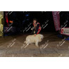2026-04-18_21-26-57_JI_L2177_ps