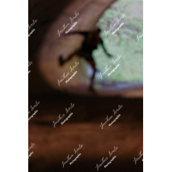 2026-04-18_07-19-51_JI_L0259_ps