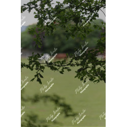 2026-05-31_06-43-26_MAI_3476_ps