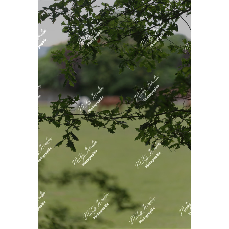 2026-05-31_06-43-26_MAI_3476_ps