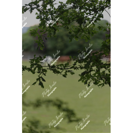 2026-05-31_06-43-26_MAI_3476_ps